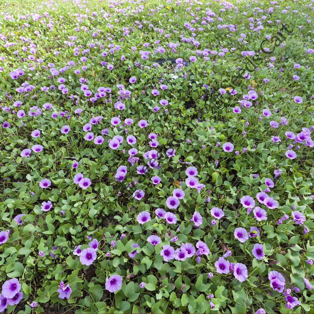 Cairo Morning Glory Seeds — seed packet | Buy vegetable seeds online India | SeedsCart