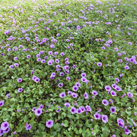 Cairo Morning Glory Seeds — seed packet | Buy vegetable seeds online India | SeedsCart