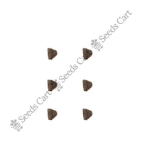 Nupur Or Fern Tree — tree seeds | Agroforestry seeds India | SeedsCart