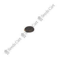 Physic Nut Seeds — seeds close-up | High germination rate | SeedsCart