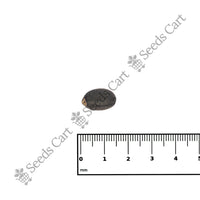 Physic Nut Seeds — growing seedlings | ISF certified seeds | SeedsCart