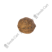 Walnut Seeds — seeds close-up | High germination rate | SeedsCart