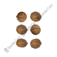 Walnut Seeds — harvest ready plant | Grow at home India | SeedsCart