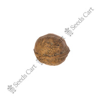 Walnut Seeds — mature plant in pot | Kitchen garden seeds | SeedsCart