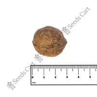 Walnut Seeds — growing seedlings | ISF certified seeds | SeedsCart