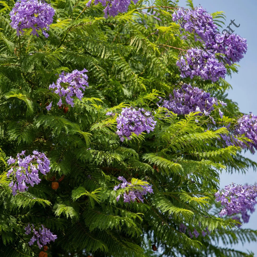 Nupur Or Fern Tree — seed packet | Buy tree seeds online India | SeedsCart