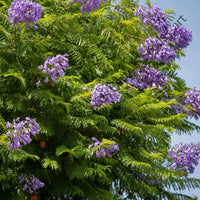 Nupur Or Fern Tree — seed packet | Buy tree seeds online India | SeedsCart