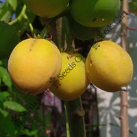 Physic Nut Seeds — plant growing in garden | Non-GMO vegetable seeds | SeedsCart