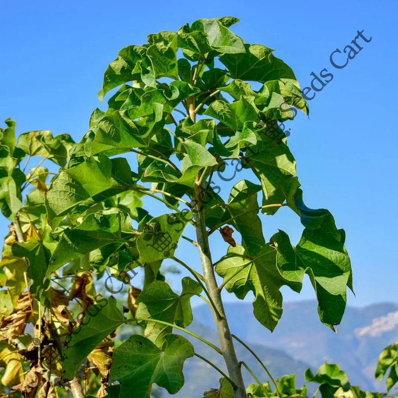 seeds and plants online india Buy Physic Nut Seeds (Jatropha curcas) Online