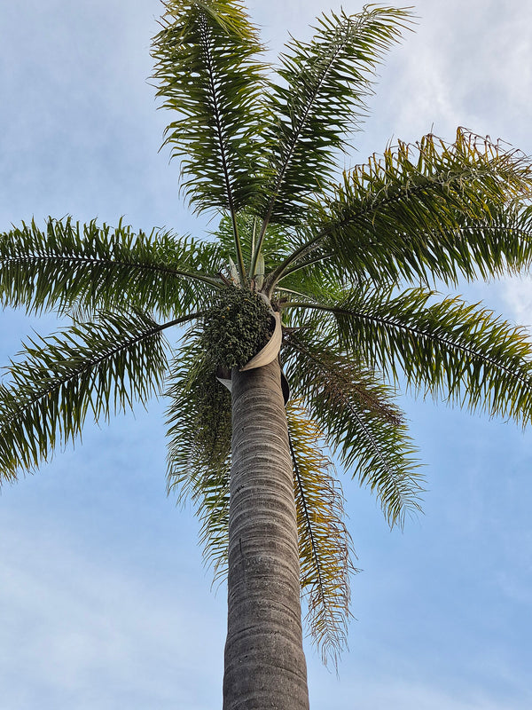 Syagrus romanzoffiana Seeds (Queen Palm)