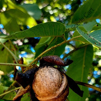 Walnut Seeds — plant growing in garden | Non-GMO vegetable seeds | SeedsCart