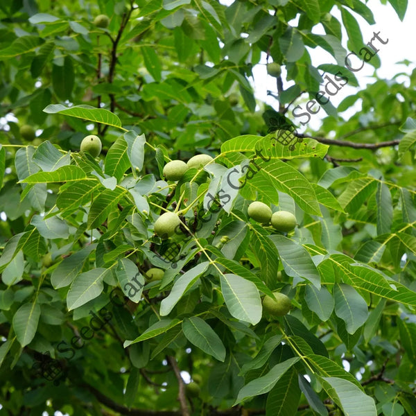 Walnut Seeds — seed packet | Buy vegetable seeds online India | SeedsCart