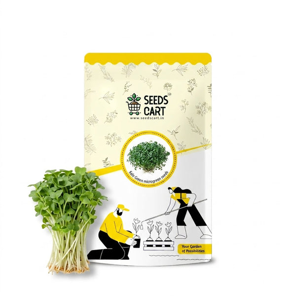 Kale Green Microgreen Seeds