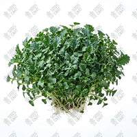 Kale Green Microgreen Seeds
