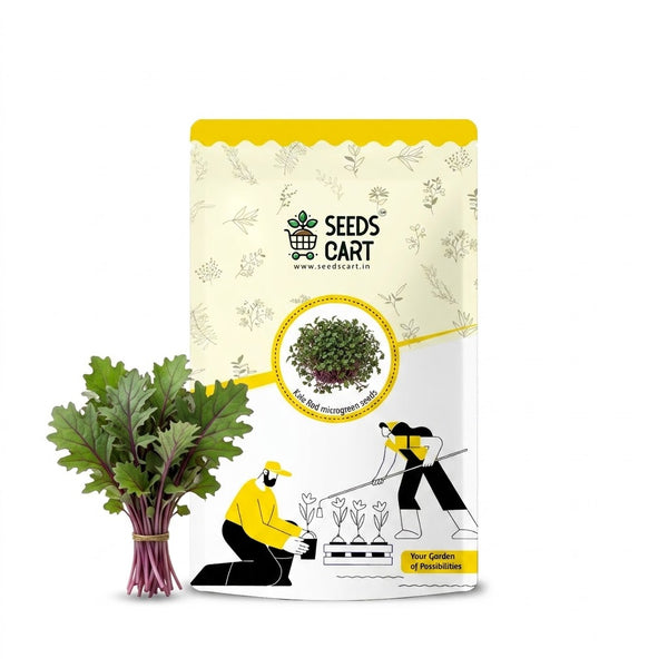 Kale Red Microgreen Seeds