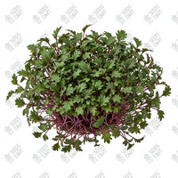 Kale Red Microgreen Seeds