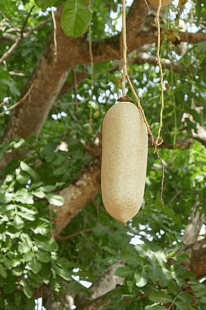 Kigelia pinnata — seed packet | Buy vegetable seeds online India | SeedsCart