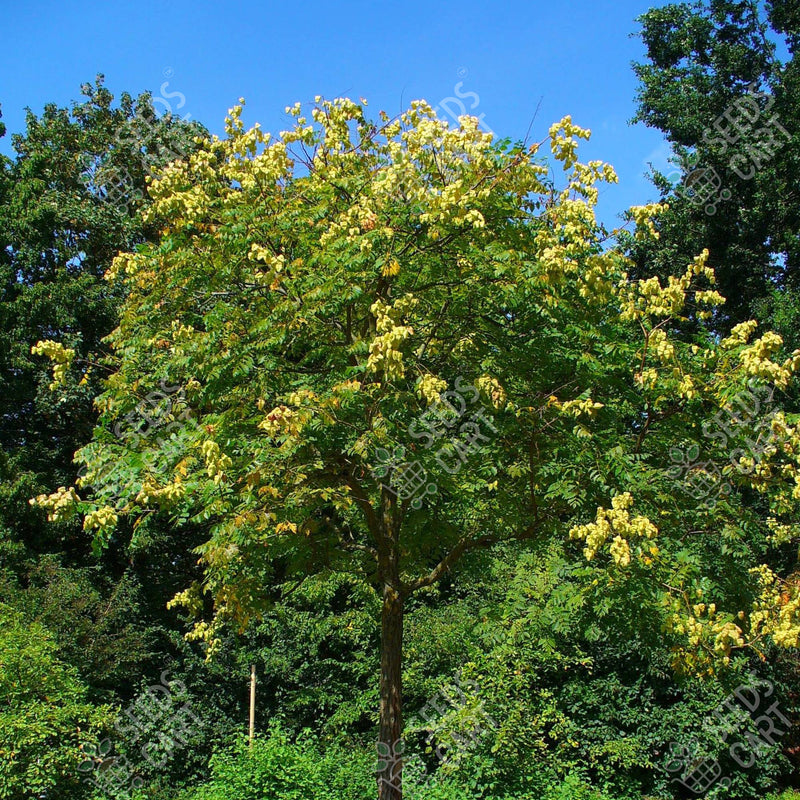 Koelreuteria paniculata