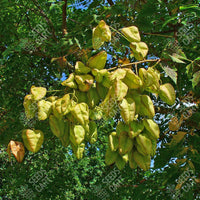 Koelreuteria paniculata