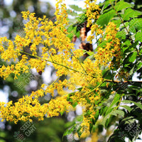 Koelreuteria paniculata