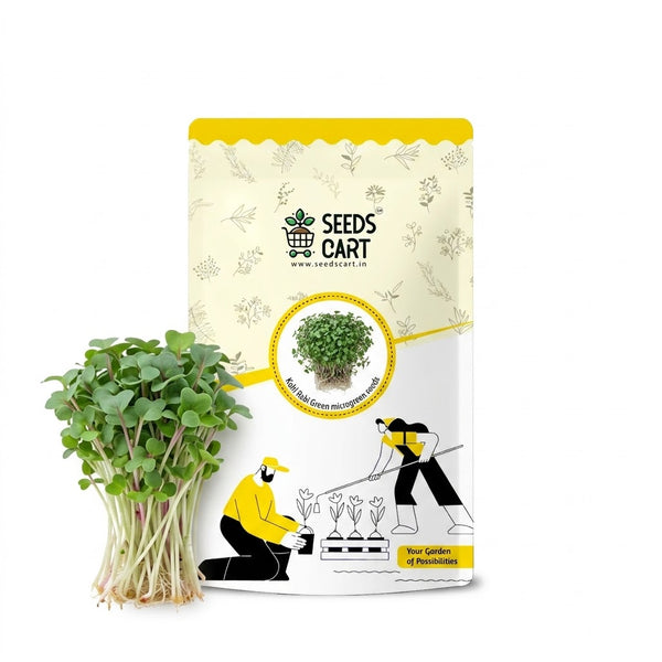 Kohl Rabi Green Microgreen Seeds