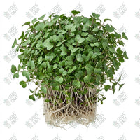 Kohl Rabi Green Microgreen Seeds