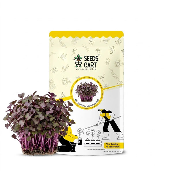 Kohl Rabi Purple Microgreen Seeds
