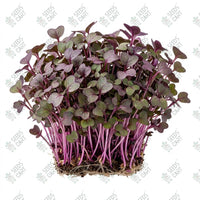 Kohl Rabi Purple Microgreen Seeds