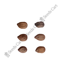 White Leadtree — tree seeds | Agroforestry seeds India | SeedsCart
