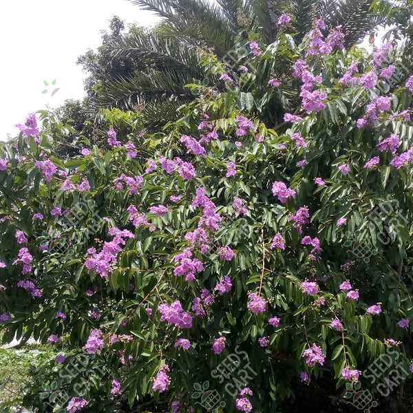 Lagerstroemia speciosa