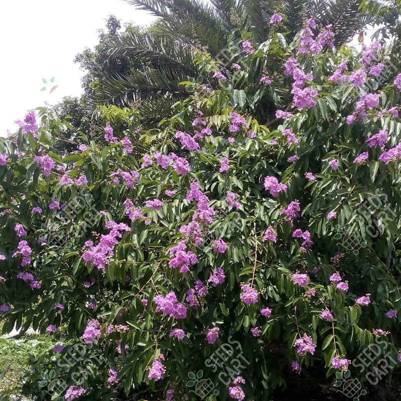 Lagerstroemia speciosa