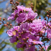 Lagerstroemia speciosa