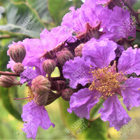 Lagerstroemia speciosa