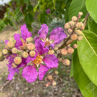 Lagerstroemia speciosa