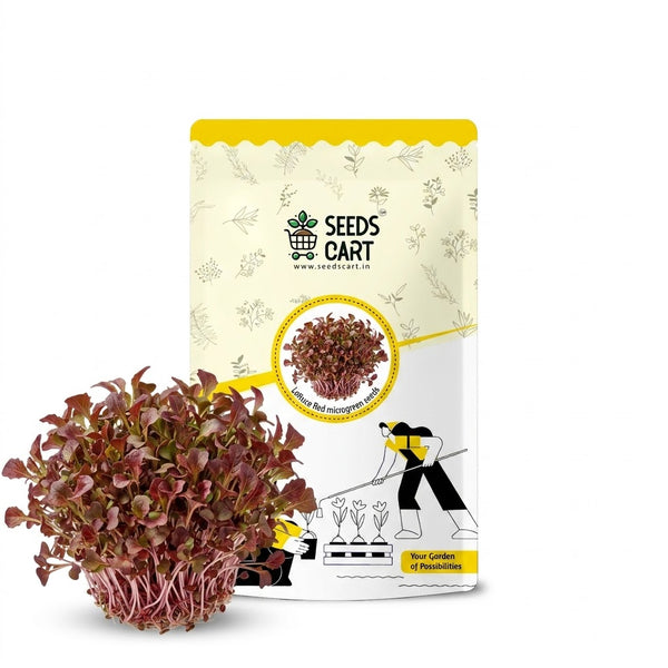 Lettuce Red Microgreen Seeds