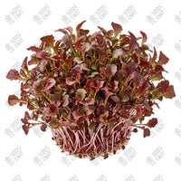 Lettuce Red Microgreen Seeds