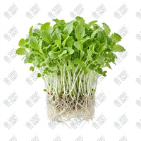 Lettuce Microgreen Seeds