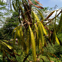 White Leadtree — mature tree | Forestry and reforestation seeds | SeedsCart