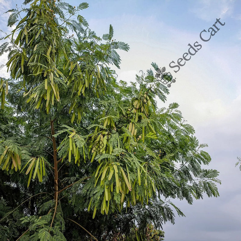 White Leadtree — seed packet | Buy tree seeds online India | SeedsCart