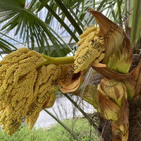 Fountain Palm — mature tree | Forestry and reforestation seeds | SeedsCart