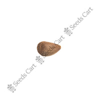 Crab Apple Seeds — seeds close-up | High germination rate | SeedsCart