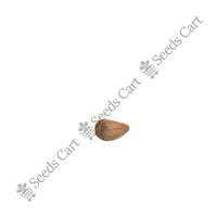 Crab Apple Seeds — mature plant in pot | Kitchen garden seeds | SeedsCart