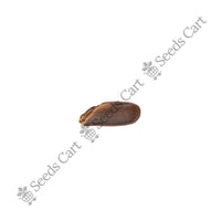 Ceylon Ironwood Seeds — seeds close-up | High germination rate | SeedsCart