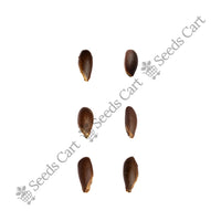 Ceylon Ironwood Seeds — harvest ready plant | Grow at home India | SeedsCart