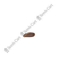 Ceylon Ironwood Seeds — mature plant in pot | Kitchen garden seeds | SeedsCart