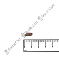 Ceylon Ironwood Seeds — growing seedlings | ISF certified seeds | SeedsCart