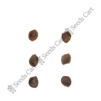 Touch-Me-Not Seeds — harvest ready plant | Grow at home India | SeedsCart