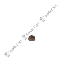 Touch-Me-Not Seeds — mature plant in pot | Kitchen garden seeds | SeedsCart