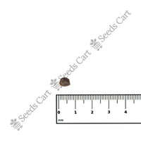 Touch-Me-Not Seeds — growing seedlings | ISF certified seeds | SeedsCart