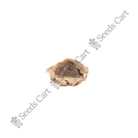 Drumstick Tree — tree leaves close-up | Native Indian tree seeds | SeedsCart